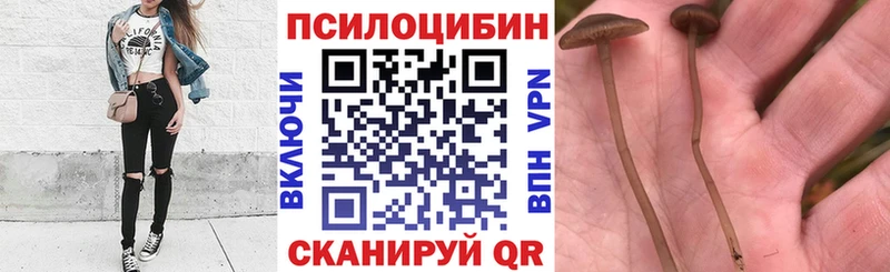 Купить  Ядрин  Псилоцибиновые грибы ЛСД 